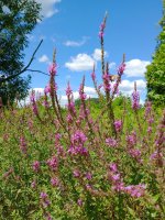 Purple loosestrife+.jpg