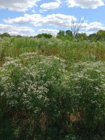 Boneset.jpg