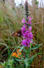Purple loosestrife_.jpg
