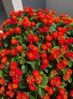 IMG_6693.jpeg