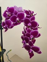 bg orchid.jpg