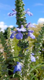 Blue Sage_.jpg