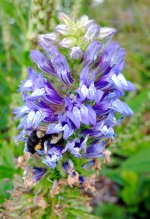 Great Blue Lobelia++.jpg