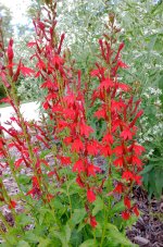 Cardinal Flower_.jpg
