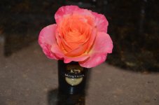 DSC_2688.JPG