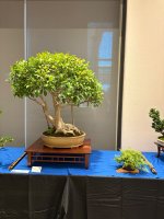IMG_4395.jpeg