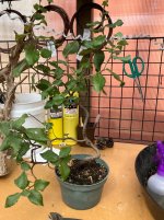 IMG_6640.jpeg IMG_6640.jpeg