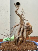 IMG_4145.jpeg