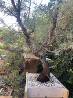 IMG_1414.jpeg IMG_1414.jpeg