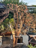 IMG_1451.jpeg IMG_1451.jpeg