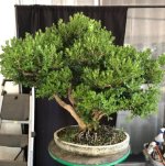 boxwood clump 03Sep25 1.jpg