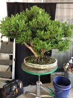 boxwood clump 03Sep25 1.jpg