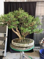 boxwood clump 03Sep25 2.jpg
