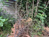 IMG_7741.jpeg