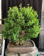 boxwood single trunk 04Sep25 1.jpg