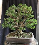 boxwood single trunk 04Sep25 2.jpg