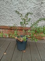 IMG_20250905_134400.jpg