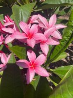 Plumaria flowers 2.jpg