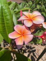 Plumaria flowers 3.jpg