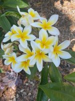 Plumaria flowers.jpg