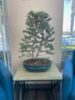 itilian stone pine 2.jpg