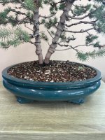 itilian stone pine.jpg