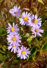 Smooth Blue Aster .jpg