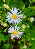 Crooked Stem Aster.jpg