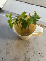 IMG_6747.jpeg