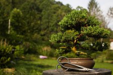1st  bonsai with scissors-1.jpg