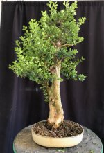 boxwood tall 07Sep25 1.jpg