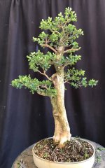Boxwood tall 07Sep25 2.jpg