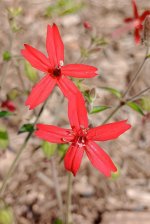 Scarlet Catchfly+.jpg