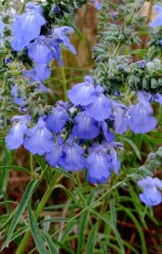 Blue Sage  .jpg
