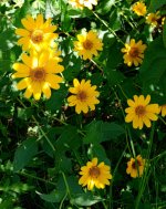 False sunflower+.jpg