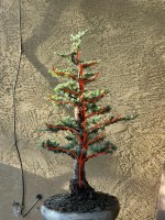 IMG_1425.jpeg