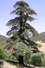 IMG_6104.jpeg