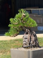 IMG_1001.jpeg