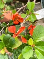 IMG_1882.jpeg