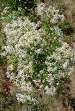 Flat-top Aster+.jpg