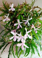 Twilight Orchid plant+.jpg