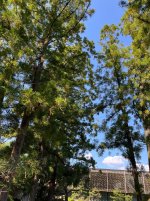 IMG_5279.jpeg