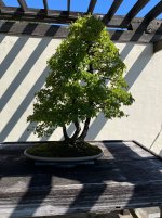 IMG_5267.jpeg