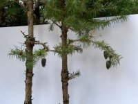 IMG_5396.jpeg