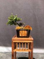 IMG_9349.JPG