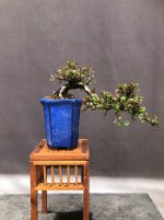 IMG_9355.JPG
