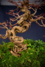 DSC_8712 compressed.jpg