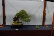 DSCF7327.JPG