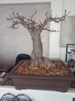 baobab 16-09-25.jpg