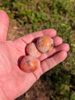 persimmon2.jpg persimmon2.jpg